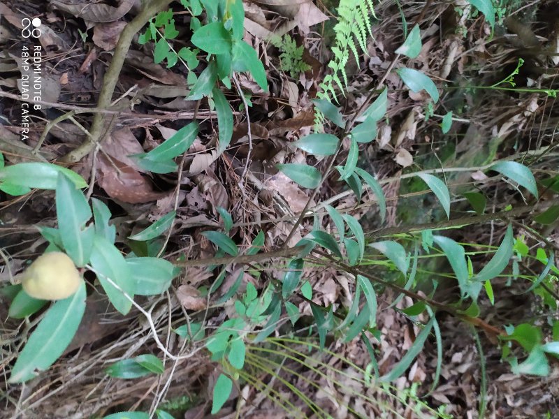 贵州毕节古夜郎大地野生中药材山茶花山茶根