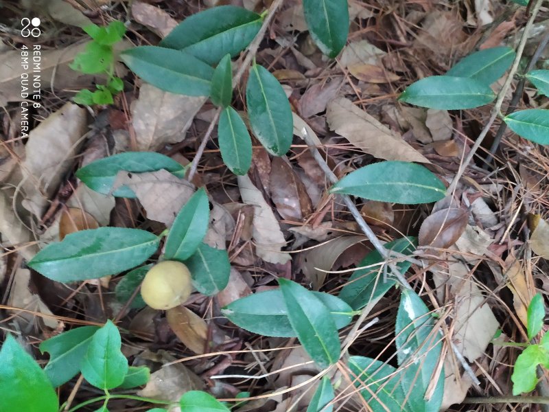 贵州毕节古夜郎大地野生中药材山茶花山茶根
