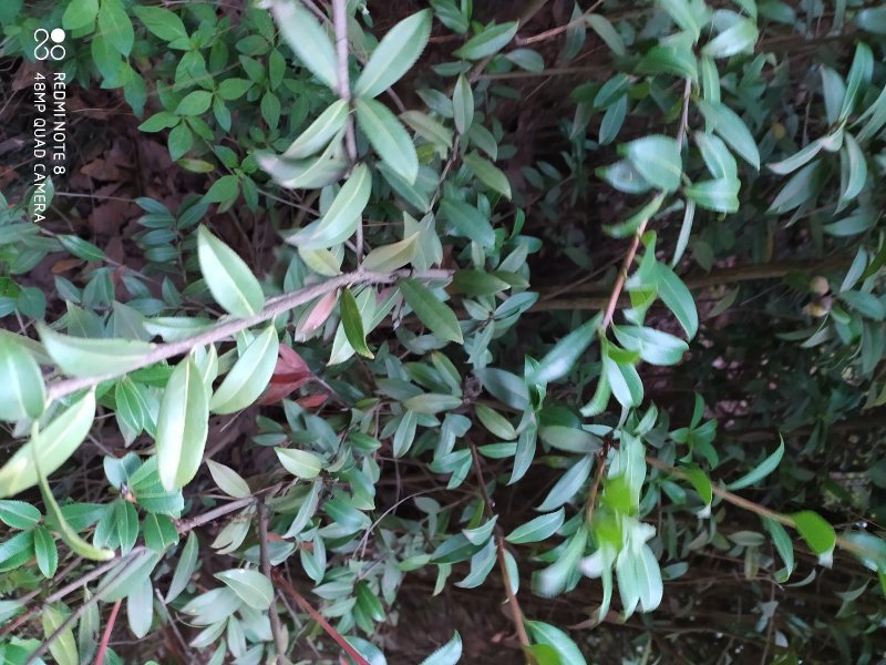 贵州毕节古夜郎大地野生中药材山茶花山茶根