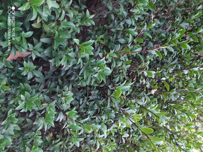 贵州毕节古夜郎大地野生中药材山茶花山茶根