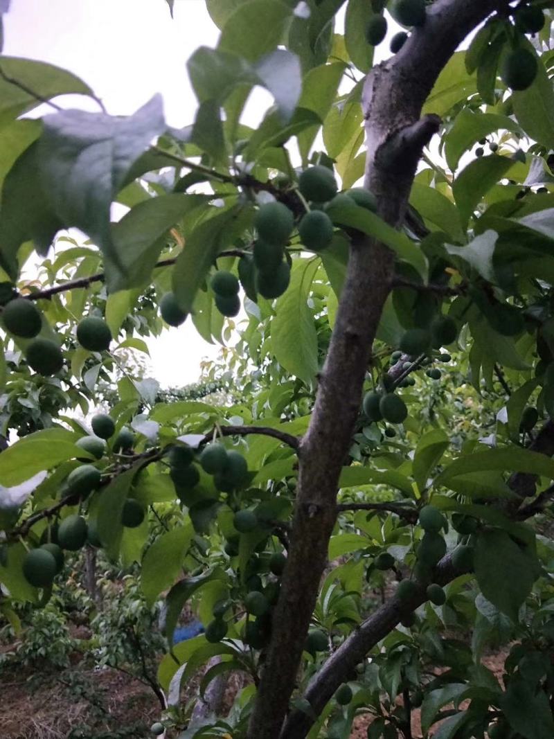 李子树优质品种栽培管理技术一条龙服务
