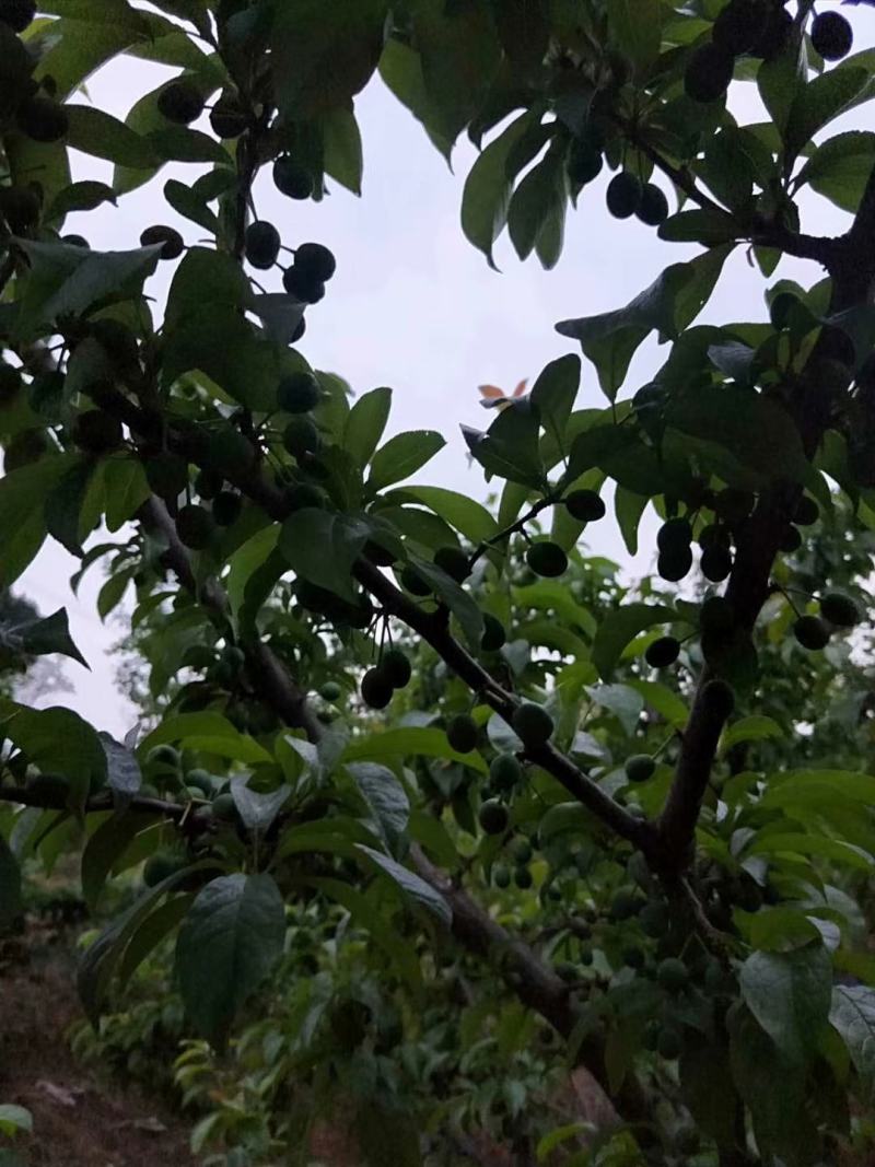 李子树优质品种栽培管理技术一条龙服务