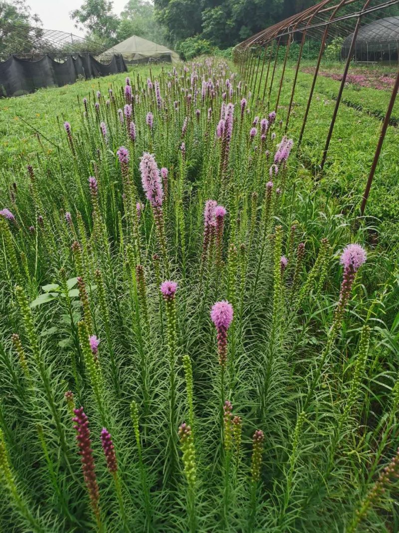 蛇鞭菊，杯苗蛇鞭菊，批量出售，蛇鞭菊基地直供