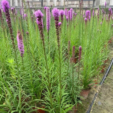 蛇鞭菊，杯苗蛇鞭菊，批量出售，蛇鞭菊基地直供