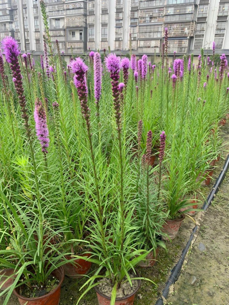 蛇鞭菊，杯苗蛇鞭菊，批量出售，蛇鞭菊基地直供