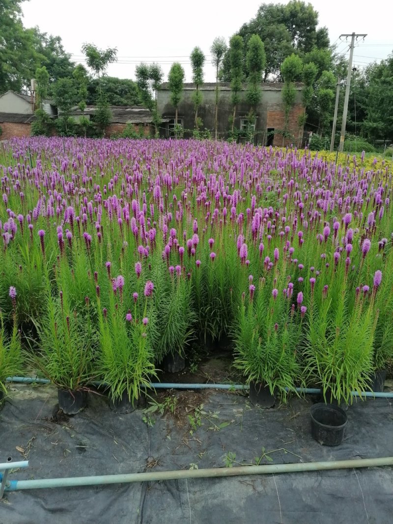 蛇鞭菊，杯苗蛇鞭菊，批量出售，蛇鞭菊基地直供