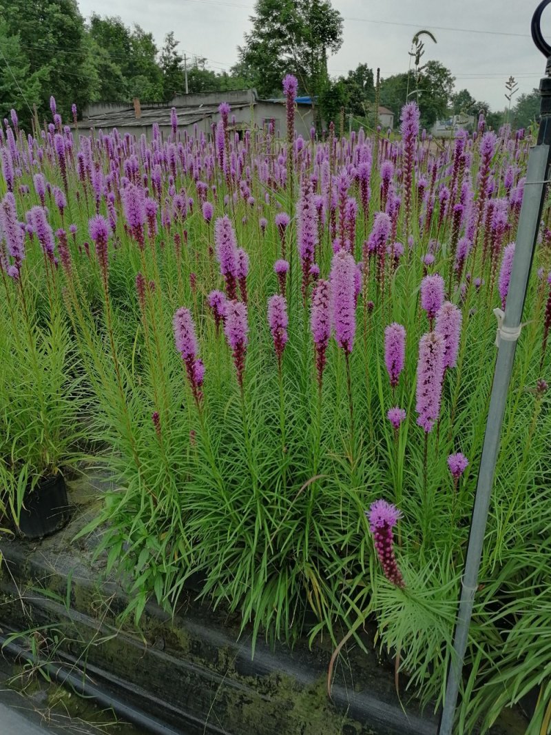蛇鞭菊，杯苗蛇鞭菊，批量出售，蛇鞭菊基地直供