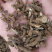 昌玉药业川续断产地直销质量保证
