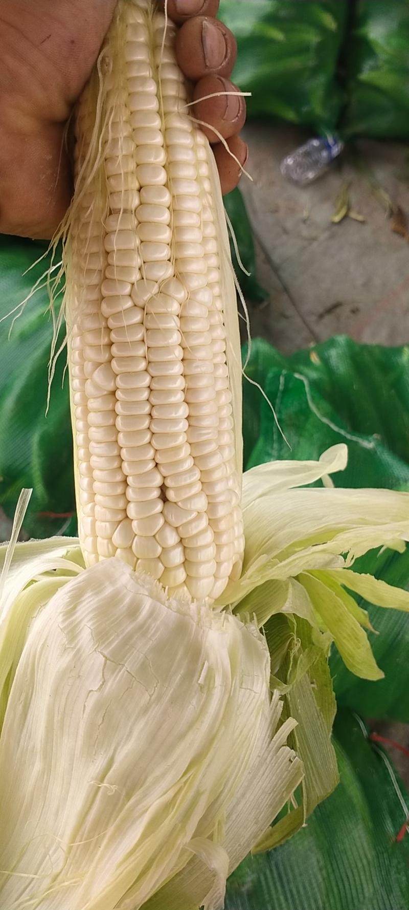 精品白糯玉米产地大量上市可供超市发往全国各地