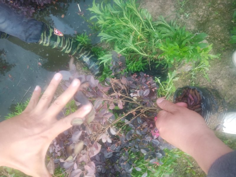 红花继木杯苗红花继木球规格齐全技术指导包装车