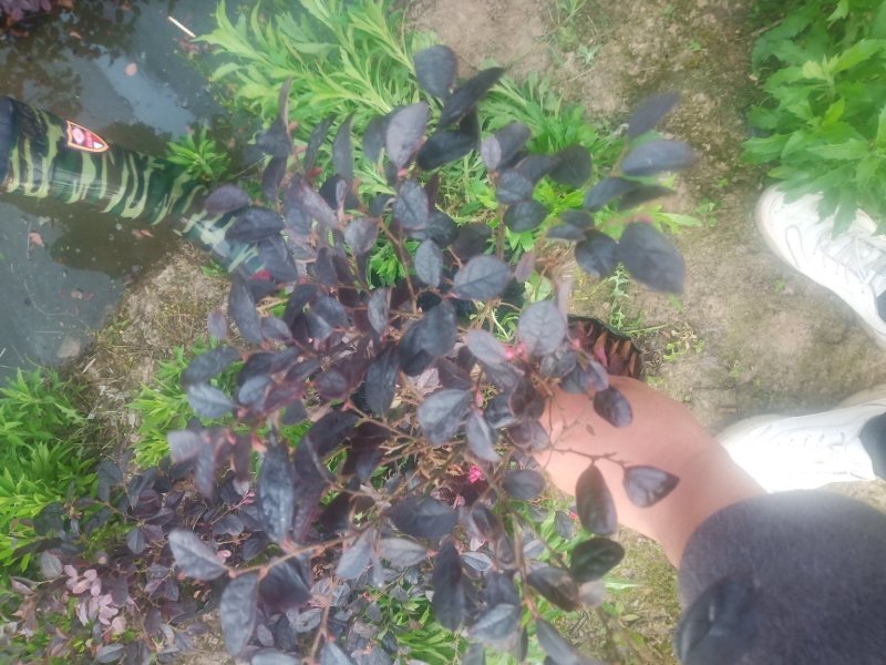 红花继木杯苗红花继木球规格齐全技术指导包装车