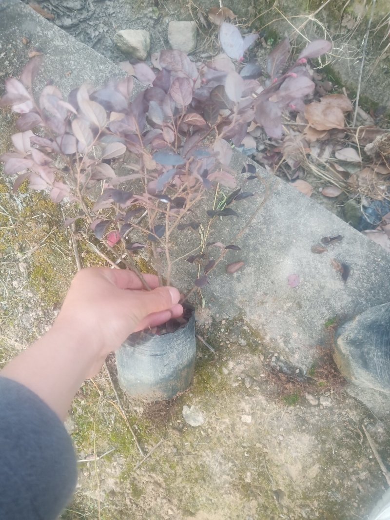 红花继木杯苗红花继木球规格齐全技术指导包装车