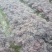 红花继木杯苗红花继木球规格齐全技术指导包装车