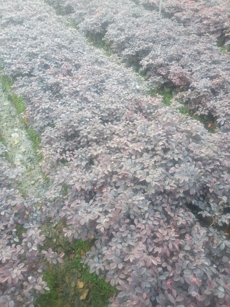 红花继木杯苗红花继木球规格齐全技术指导包装车