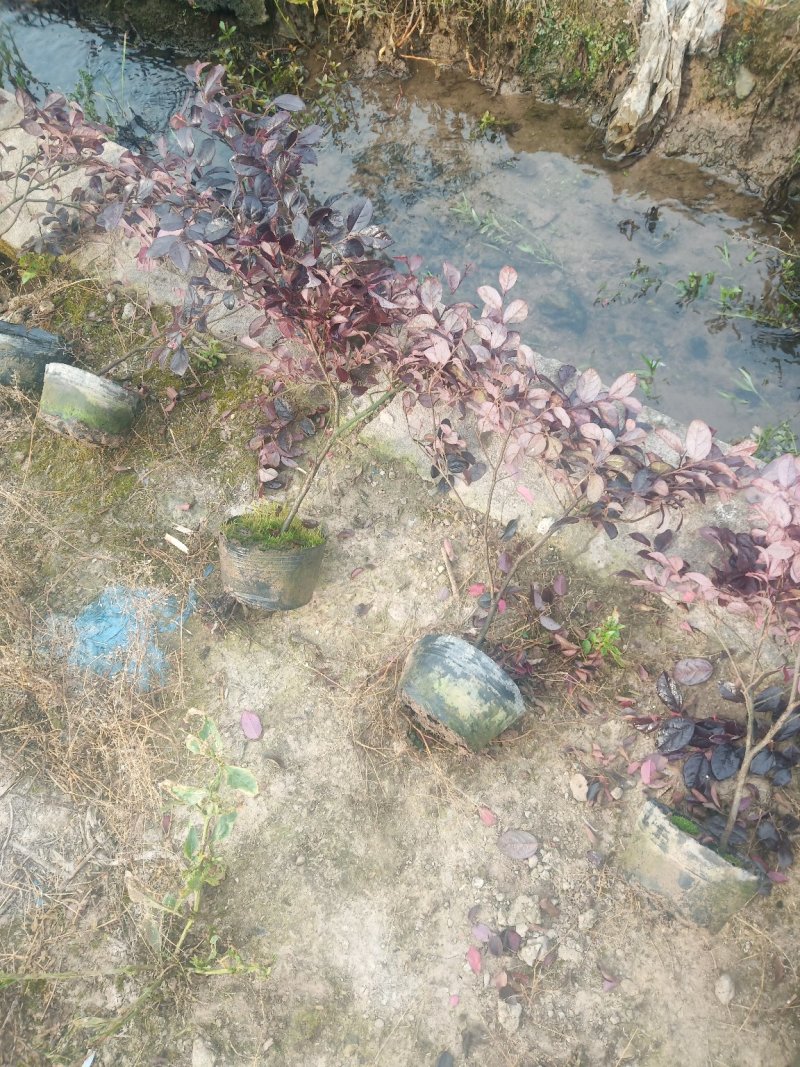 红花继木杯苗红花继木球规格齐全技术指导包装车