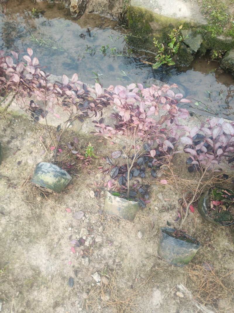红花继木杯苗红花继木球规格齐全技术指导包装车