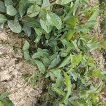 野生老品种油茶苗，可以栽种在向阳的山坡上。耐旱出油率高。