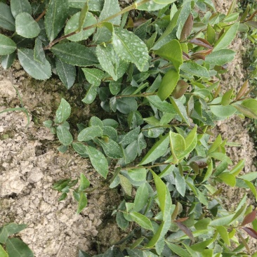 野生老品种油茶苗，可以栽种在向阳的山坡上。耐旱出油率高。
