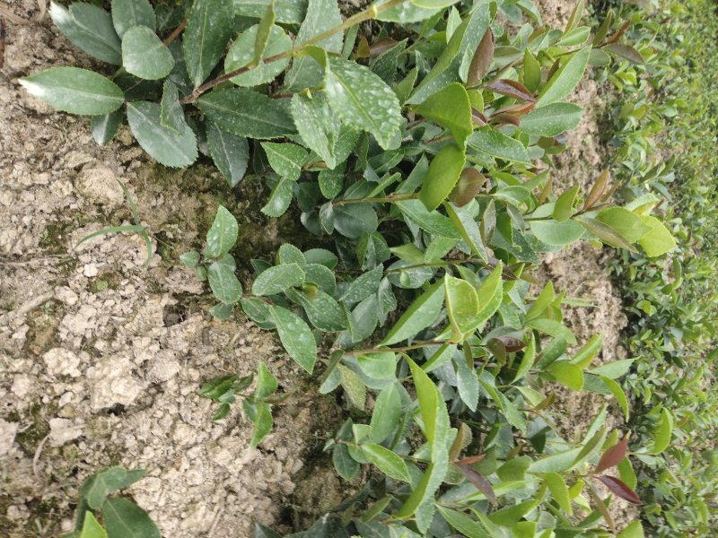 野生老品种油茶苗，可以栽种在向阳的山坡上。耐旱出油率高。