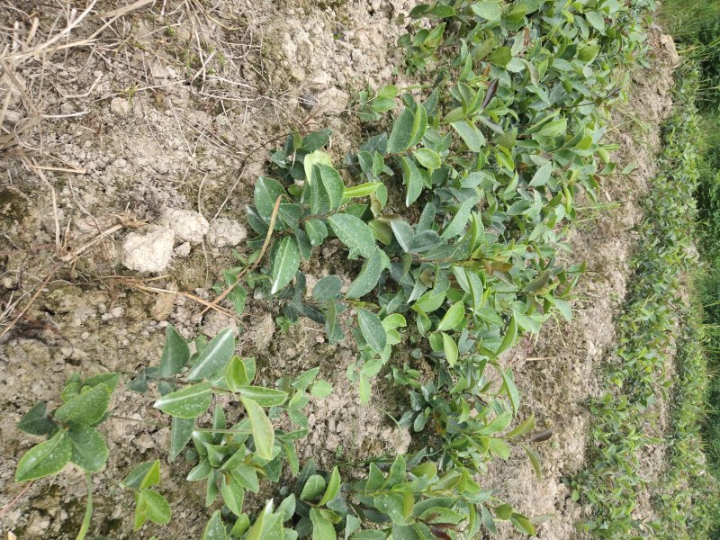 野生老品种油茶苗，可以栽种在向阳的山坡上。耐旱出油率高。