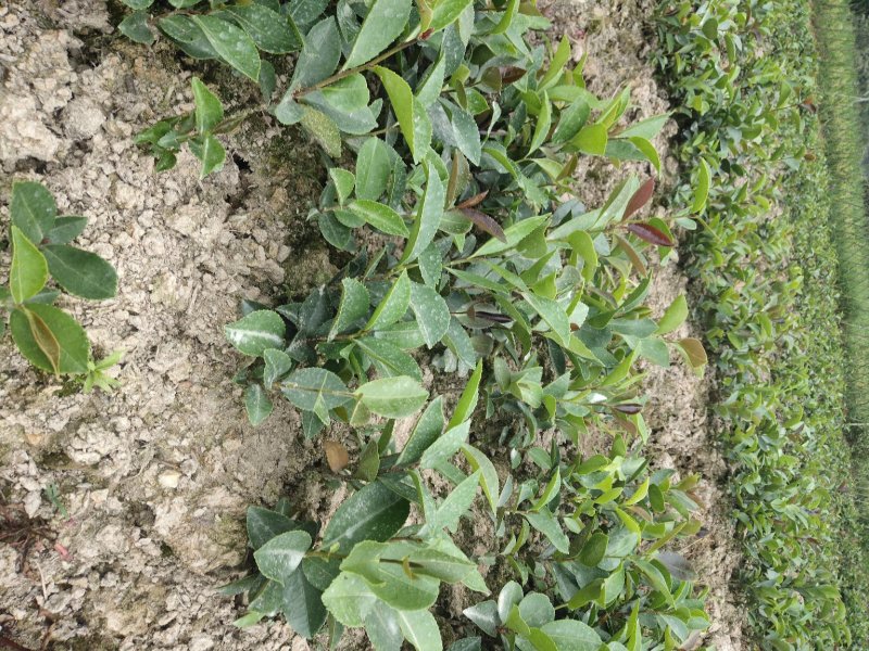 野生老品种油茶苗，可以栽种在向阳的山坡上。耐旱出油率高。