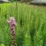 精品蛇鞭菊，蛇鞭菊基地。