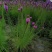 精品蛇鞭菊，蛇鞭菊基地。