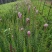 精品蛇鞭菊，蛇鞭菊基地。