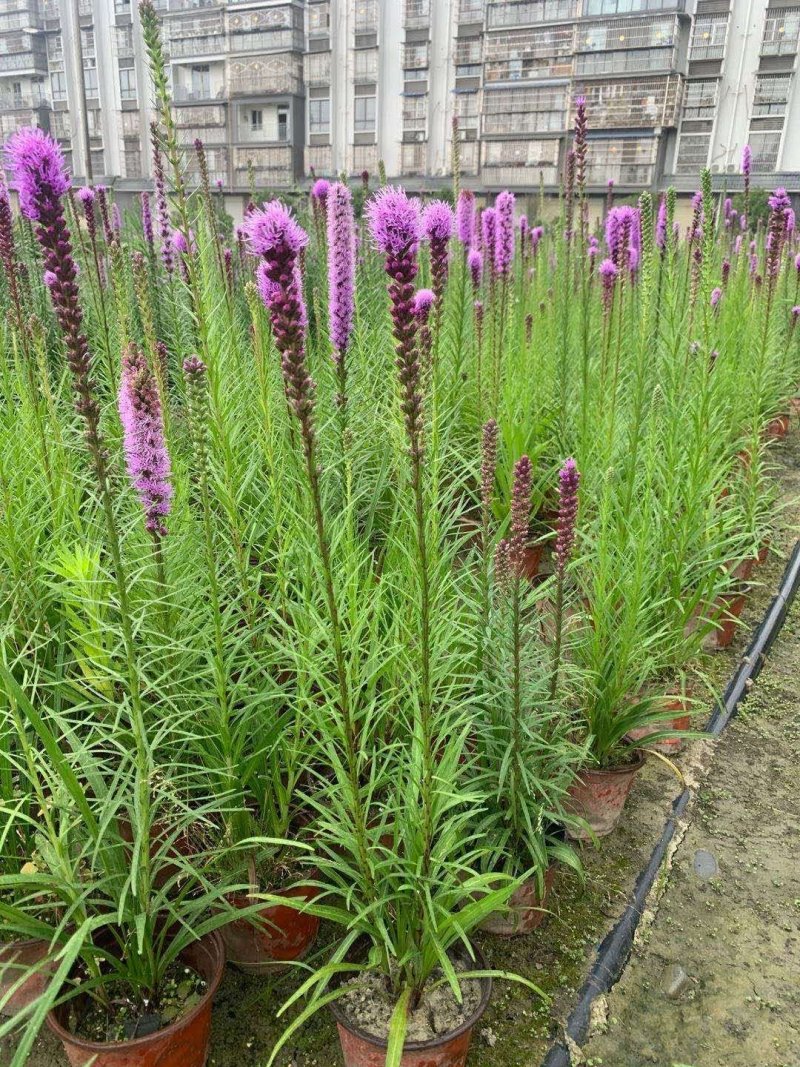 精品蛇鞭菊，蛇鞭菊基地。