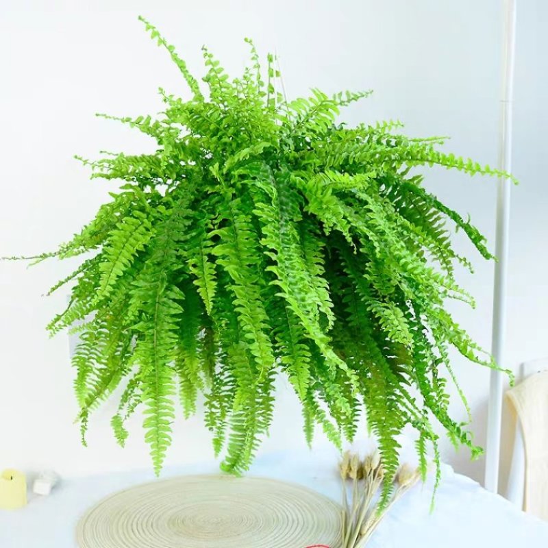 波士顿蕨盆栽桌面室内长藤垂吊肾蕨蕨类吊兰植物吸甲醛耐阴绿