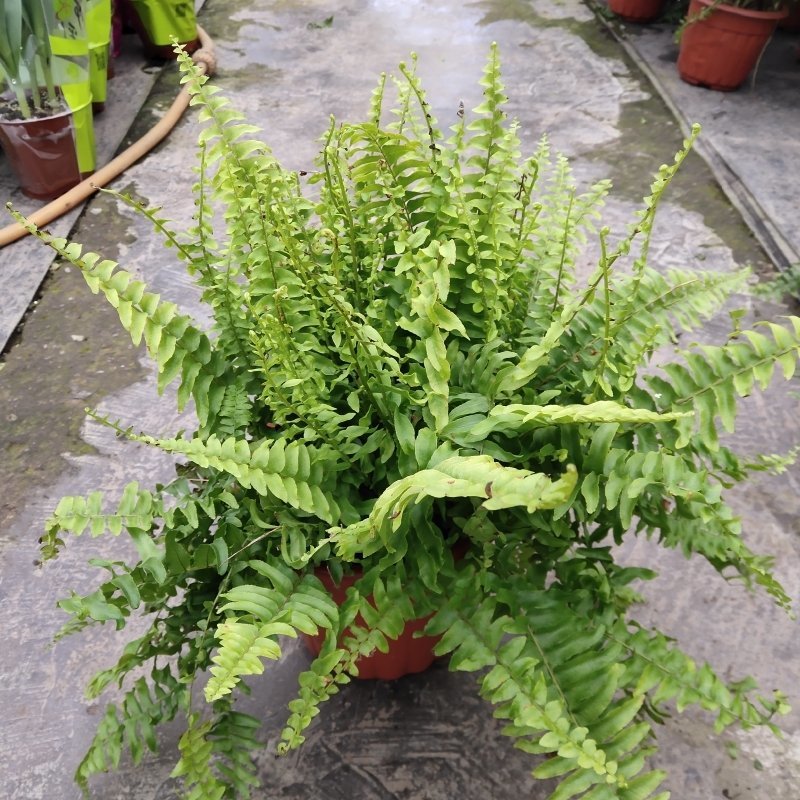 波士顿蕨盆栽桌面室内长藤垂吊肾蕨蕨类吊兰植物吸甲醛耐阴绿