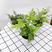波士顿蕨盆栽桌面室内长藤垂吊肾蕨蕨类吊兰植物吸甲醛耐阴绿