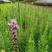 蛇鞭菊紫花蛇鞭菊杯苗蛇鞭菊60公分以上量大从优