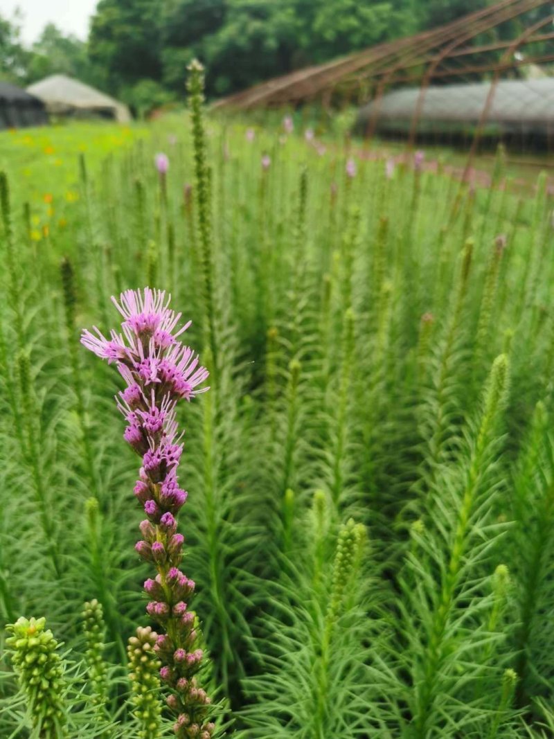 蛇鞭菊紫花蛇鞭菊杯苗蛇鞭菊60公分以上量大从优