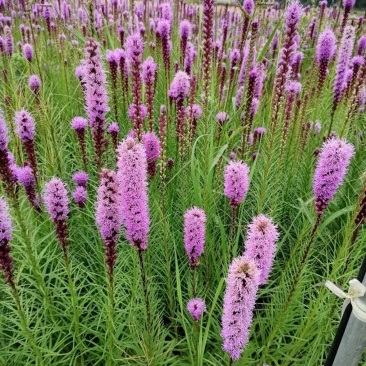 蛇鞭菊紫花蛇鞭菊杯苗蛇鞭菊60公分以上量大从优