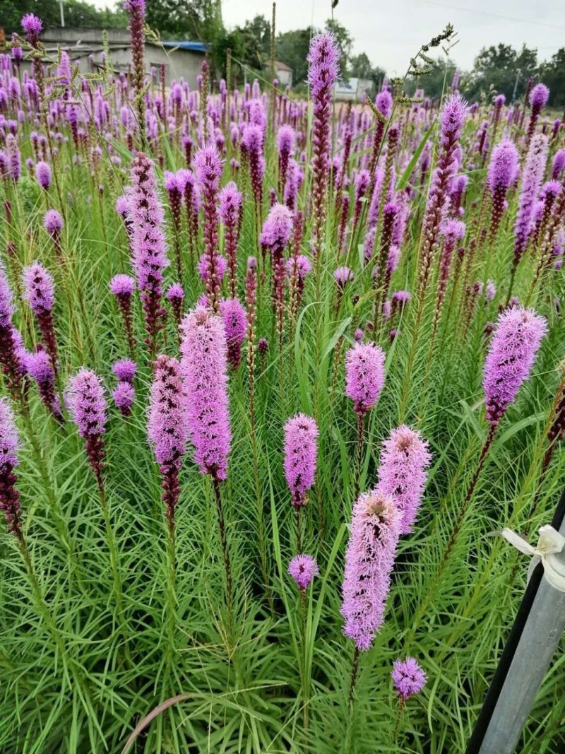 蛇鞭菊紫花蛇鞭菊杯苗蛇鞭菊60公分以上量大从优