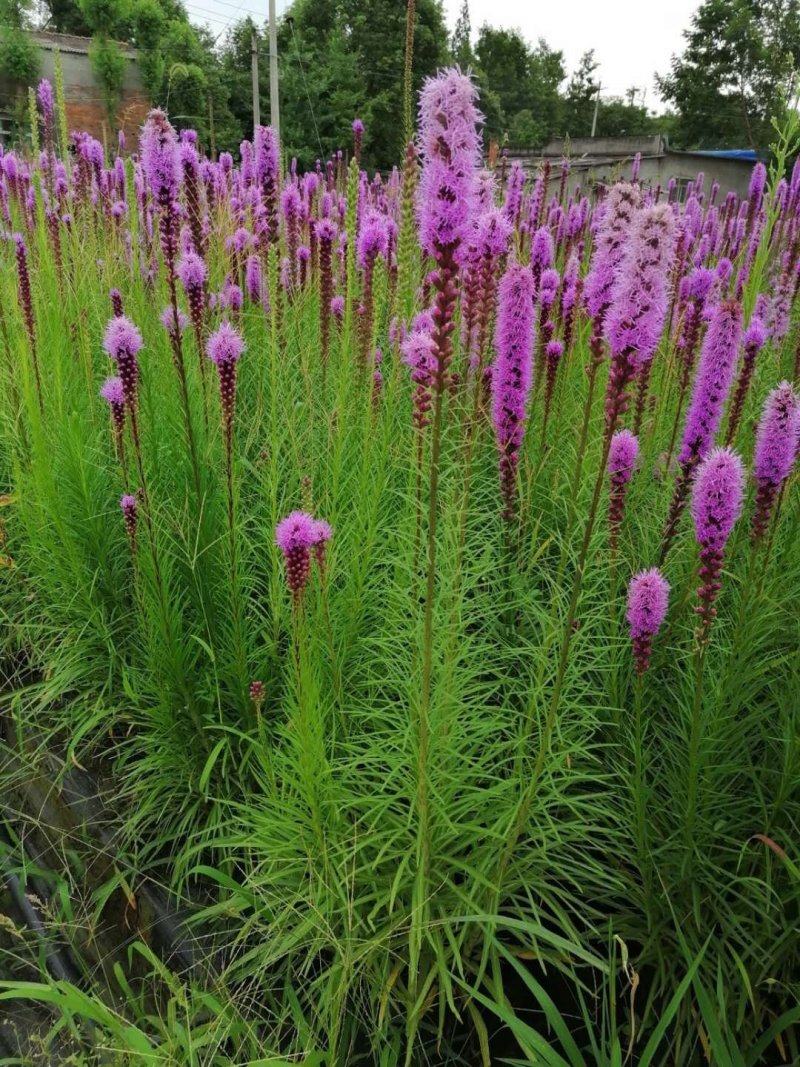 蛇鞭菊紫花蛇鞭菊杯苗蛇鞭菊60公分以上量大从优