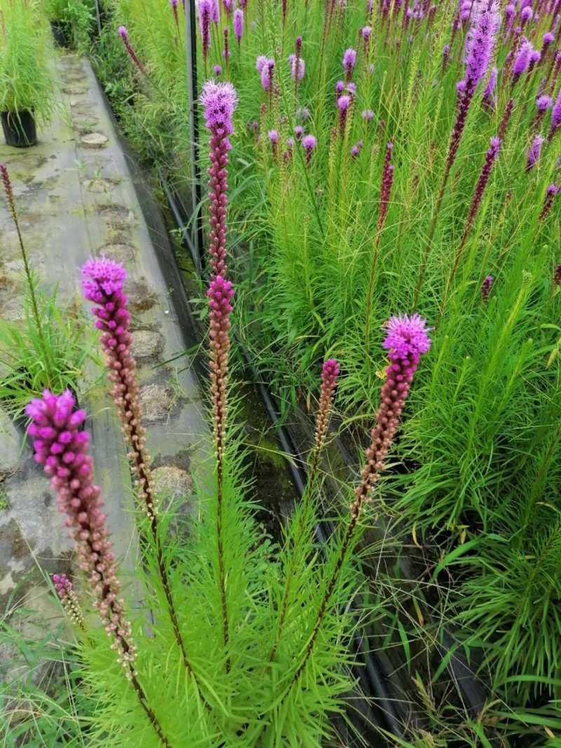 蛇鞭菊紫花蛇鞭菊杯苗蛇鞭菊60公分以上量大从优