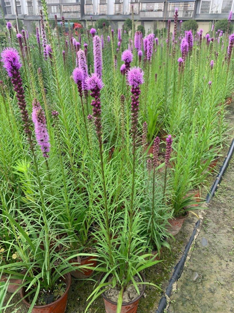 蛇鞭菊紫花蛇鞭菊杯苗蛇鞭菊60公分以上量大从优