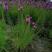 蛇鞭菊紫花蛇鞭菊杯苗蛇鞭菊60公分以上量大从优