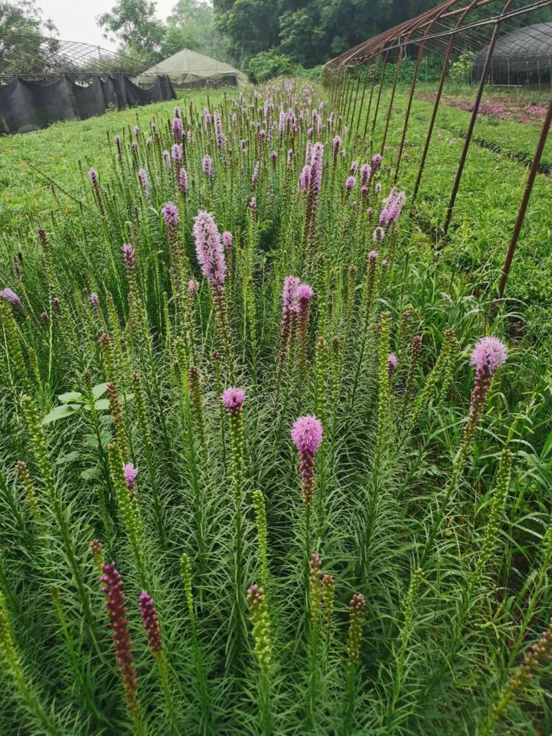 蛇鞭菊紫花蛇鞭菊杯苗蛇鞭菊60公分以上量大从优