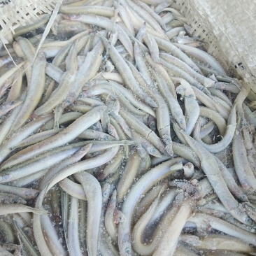 船冻沙里钻，沙里钻饲料鱼