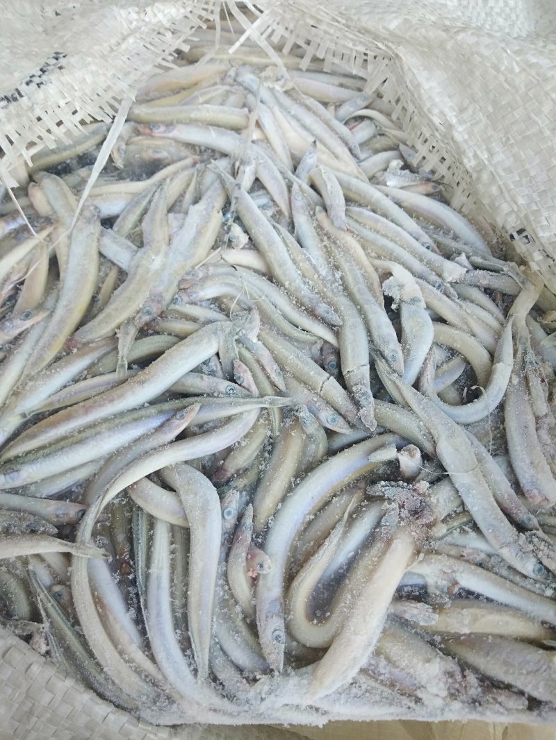 船冻沙里钻，沙里钻饲料鱼