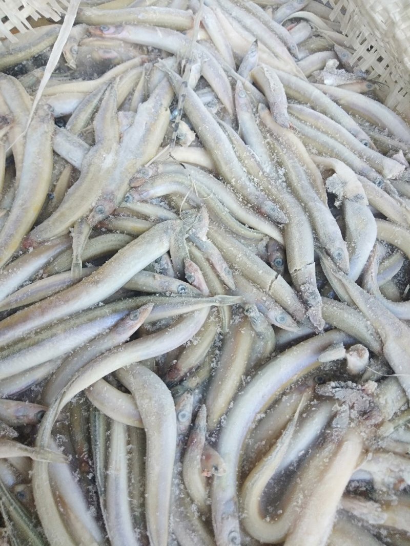 船冻沙里钻，沙里钻饲料鱼