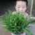 波士顿蕨盆栽桌面室内长藤垂吊肾蕨蕨类吊兰植物吸甲醛耐阴绿