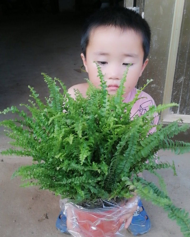 波士顿蕨盆栽桌面室内长藤垂吊肾蕨蕨类吊兰植物吸甲醛耐阴绿
