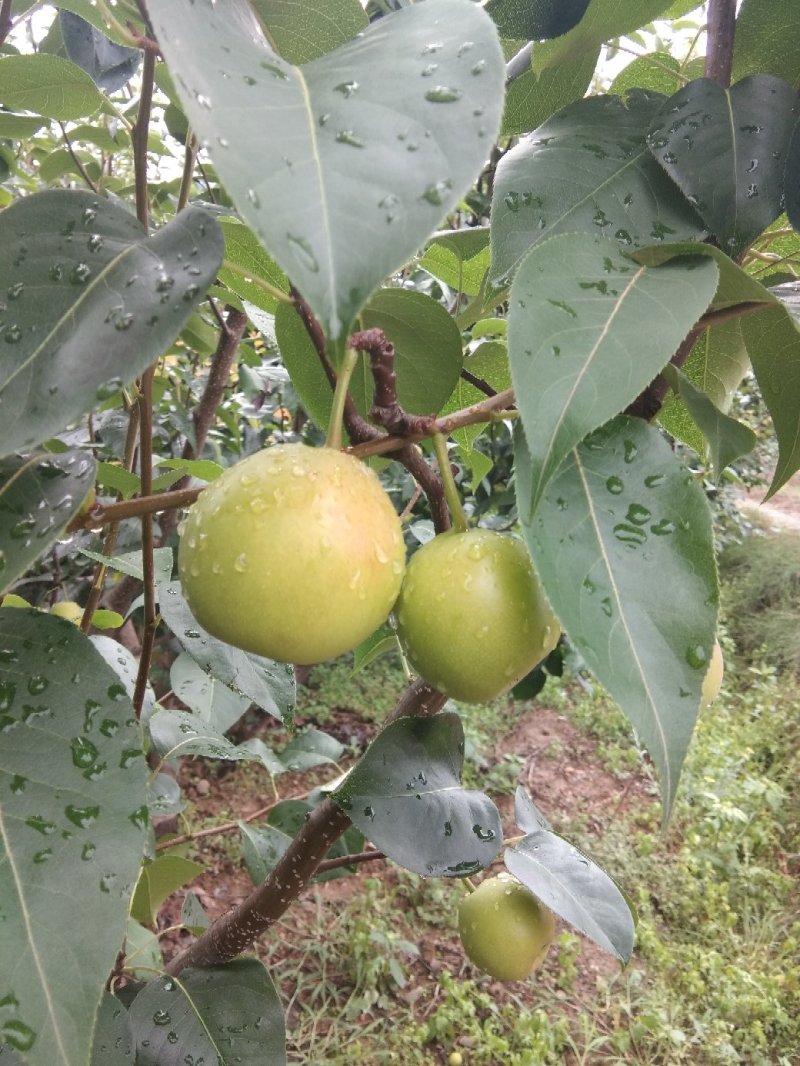 香甜可口苹果梨