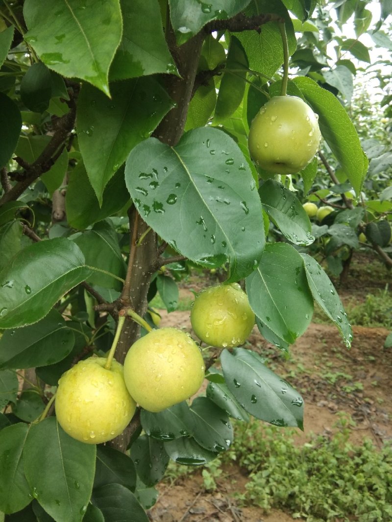 香甜可口苹果梨