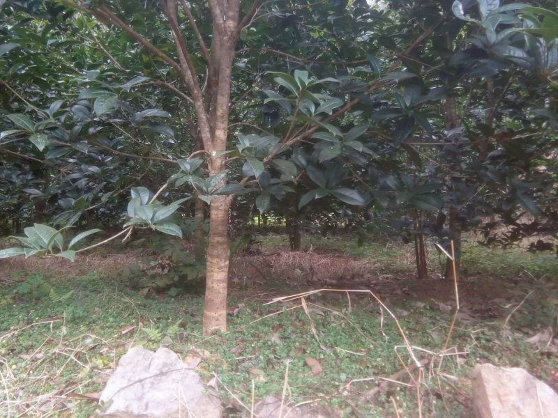 云南省红河州蒙自市八月桂