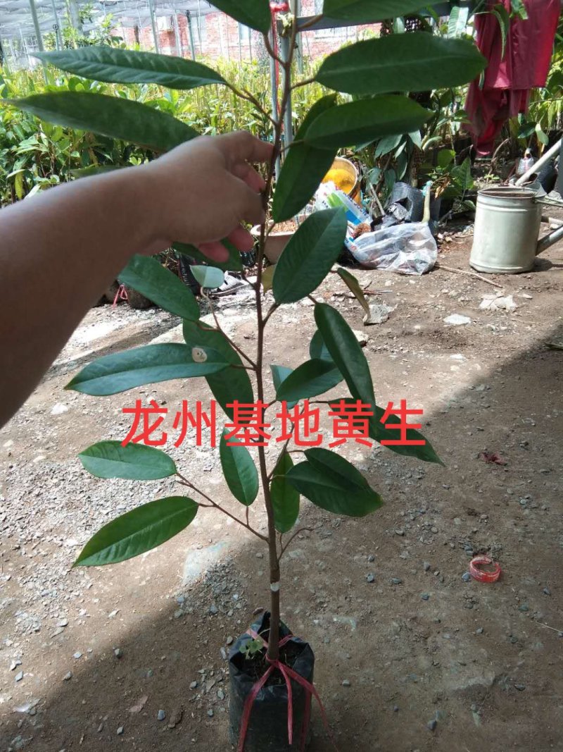进口榴莲苗，猫山苗、金枕苗